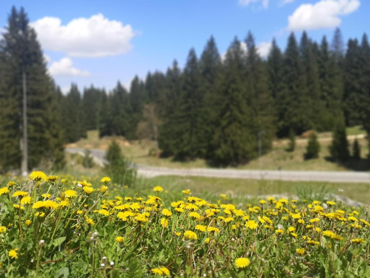 The Evergreen Nest - Silver Mountain Poiana Brașov Exterior foto